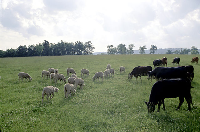 640px-Cattle_and_sheep.jpg